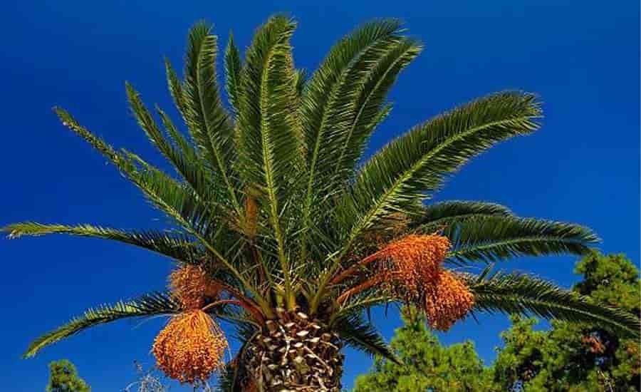 dates manufacturer